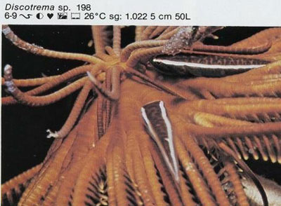 Discotrema sp